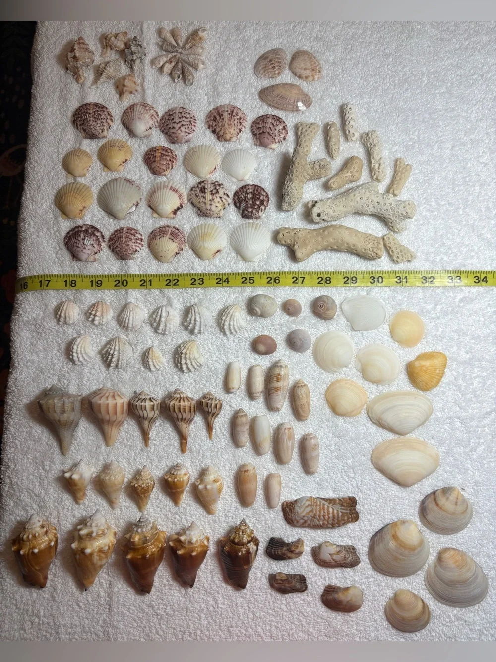 110 Mix Sanibel Island Assorted Seashell Collection!   Great for crafting!!